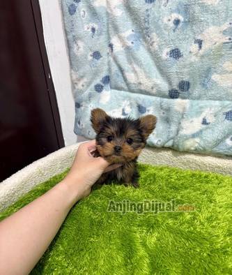 jual-micro-yorkshire-terrier-2XRAAV82GO