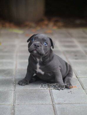 jual-american-bully-good-quality-0B3UINX6RX