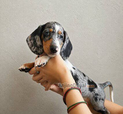 3-female-puppy-tekel-dachsund-GQQGE2S9H2