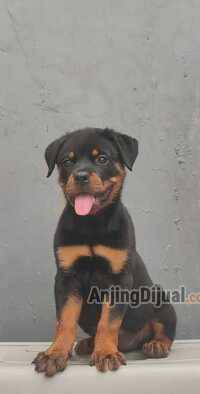 jual-rottweiler-betina-anak-import-A5ZRFADT6D