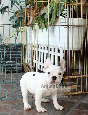 jual-anakan-french-bulldog-jantan-5DJW2S911E