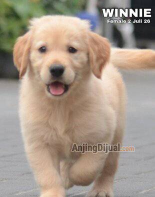 jual-golden-retriever-puppy-berkualitas-harga-termurah--winnie-MAUD08ZXLA