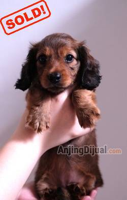 for-sale-female-long-haired-mini-dachshund-2PVBFYGN8H