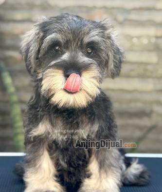 jual-miniature-schnauzer-male-puppy-ASPOKVD3U3