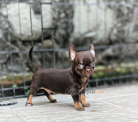 jual-chihuahua-jantan-mini-size-dark-choco-7SN27Z8LG2