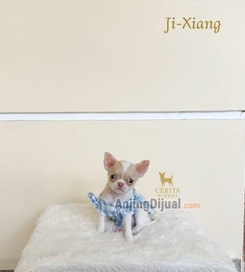 jual-chihuahua-good-quality-murah-K51F73HA7U
