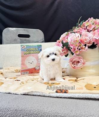 jual-anjing-maltese-kualitas-turunan-korea-japan-G6Z1B3VQNS