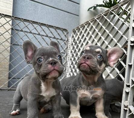 jual-exotic-frenchie-full-import-QFUZWPCJH1