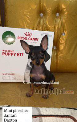 jual-anakan-mini-pinscher-77HHKHHFRH