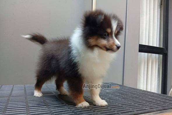 jual-anjing-sheltie-usia-3-bulan-lahir-04-april-2026-WQA7435Q89