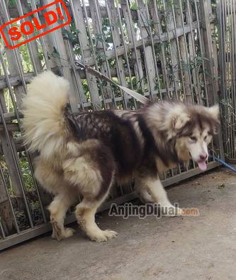 jual-calon-indukan-alaskan-malamute-73674O8AC5
