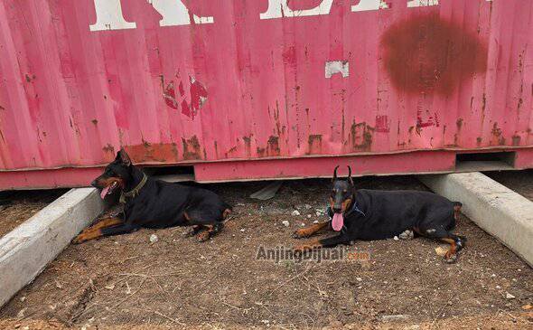 jual-doberman-betina-indukan-X6VSXO9U4H
