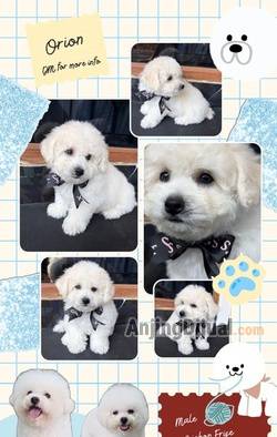jual-super-high-quality-bichon-frise-puppy-korean-bloodline-89KYXBR61S