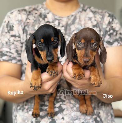 jual-mini-dachshund-cakep-ABWJEGMU3J