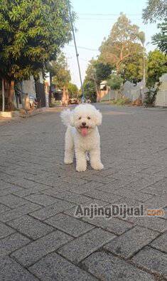 jual-white-poodle-jantan-UWF4QT7DHU