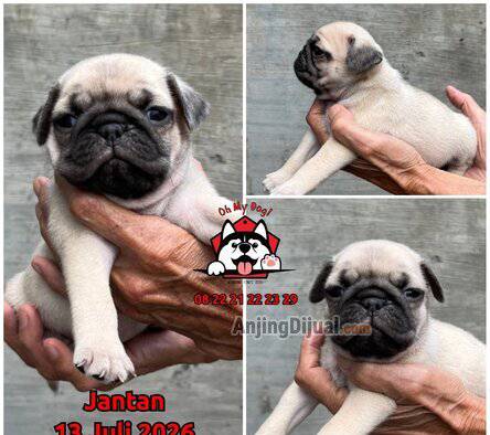 jual-3-ekor-pug-puppies-top-quality--R6SWYUDAFU