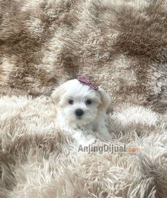 jual-anakan-maltese-supermini-betina-HQYOK7VXVL