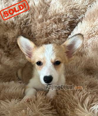 jual-anakan-mini-corgi-betina-MVKRZM2BWL
