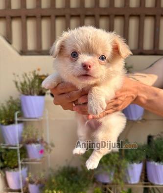 anakan-chihuahua-OBQU8PGBI1