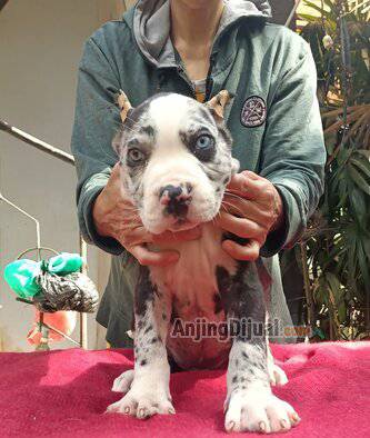 jual-pupies-american-pitbul-terier-big-size-07EPXA2IUE
