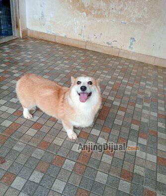 jual-indukan-corgi-hq-line-mewah-KLSWSR01Z9