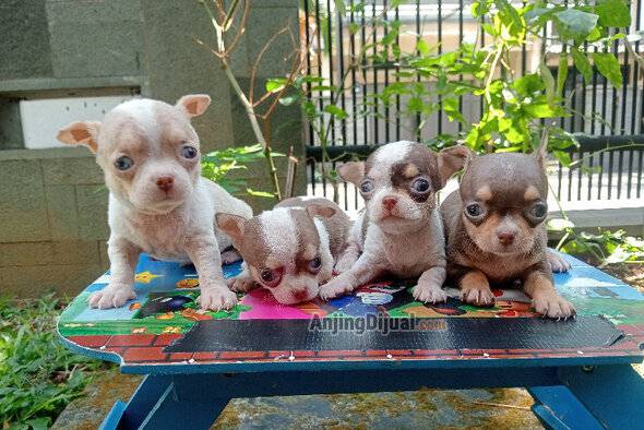 jual-tea-cup-chihuahua-puppies-MUP1ZB9K6V