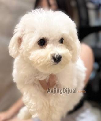 mini-male-bichon-frise-puppy--looking-for-loving-pawrents-DS49C6QTK5