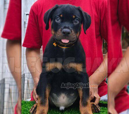 jual-rottweiler-good-quality-SSLRFICNO5