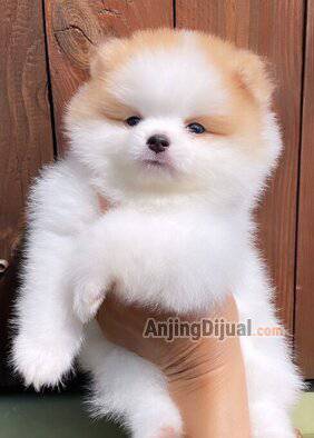 jual-pomeranian-betina-warna-unik-dengan-grey-eyes-Y5PNHVK9B5