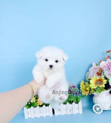 jual-micro-teacup-maltese-jantan-super-imut-size-super-kecil-karakater-bagus-cakep-XWTIBQY6TH
