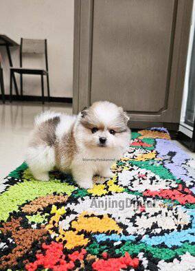 jual-superminipom-super-termurah--4DUKX3NLCN