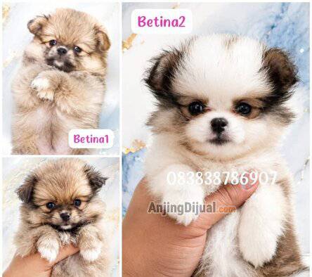 jual-minipom-cute-kecil-mungil-TZCC1XZX9H