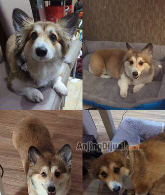 jual-corgi-betina-long-hair-usia-5-tahun-Q8MSGQM1FV