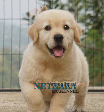 jual-1-ekor-golden-retriever-puppy-betina-NZ2F2RQCA3