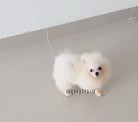 for-sale-puppy-pomeranian-KRKM35LXKY