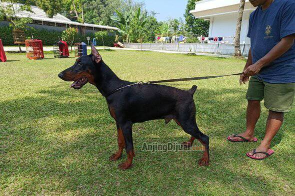 jual-doberman-puppy-jantan-top-quality-SPEB4NLHX3