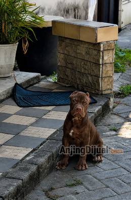 jual-premium-pitbull-jantan-name-martell-TBZG2HGQ7P
