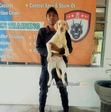 jual-labrador-retriever-murah-berkualitas-3-ekor-betina-DA0R6DCU1D