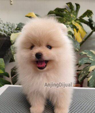 jual-anak-pomeranian-lucu-gemesin-IHM41ZM6QH