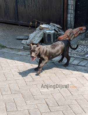 jual-pitbull-betina-hitam-name-dols-ORGPGMEOCC
