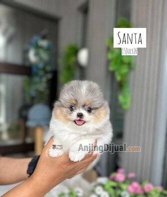 miss-santa-pom-bulu-tebal-warna-unik-langka-pesek-super-cute-good-character-girl-DT2ZIWOTKA
