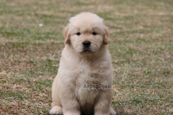 1-ekor-puppy-golden-retriever-jantan-anakan-import-brazil-C40LK3D8PA
