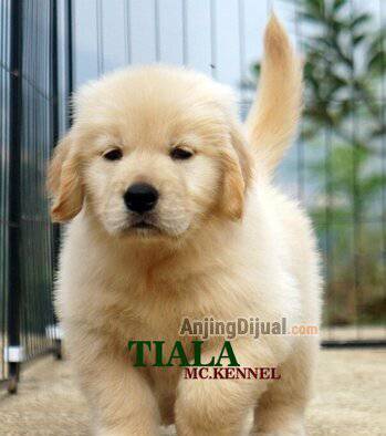 jual-long-hair-golden-retriever-puppy-betina-B61DCBBVVF