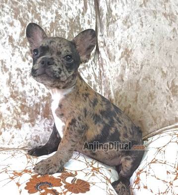 jual-puppy-frenchie-betina-merle-K224H93TDL