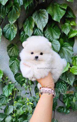 jual-superminipom-termurah--DKEJA3JNPB