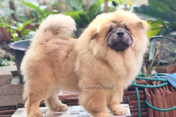 jual-murah-chowchow-10-bulan-L2MJG89BR7