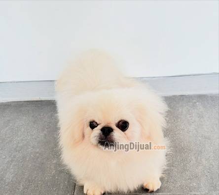 jual-calon-pejantan-pekingese-putih-N7ACN4CN58