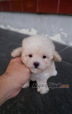 for-sale--apricot-light-poodle-jantan-mungil-X6XEASVZYR