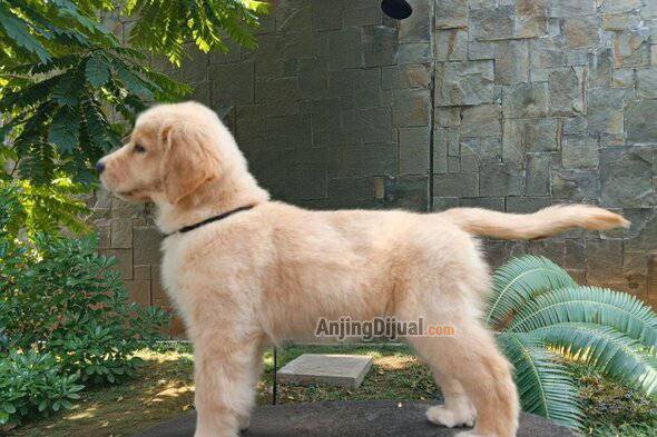 jual-dua-anakan-golden-retriever-jantan-dan-betina-show-prospect-PI0LS7GPMK