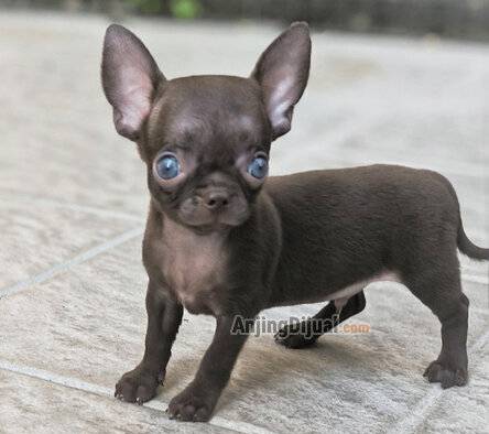 jual-chihuahua-mini-size-jantan-solid-dark-choco-VQUC29JP8P